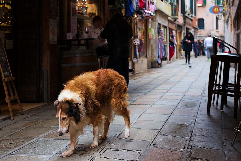 Penny, a scotch collie, wandering the alleyways of Venice after the death of her owner.