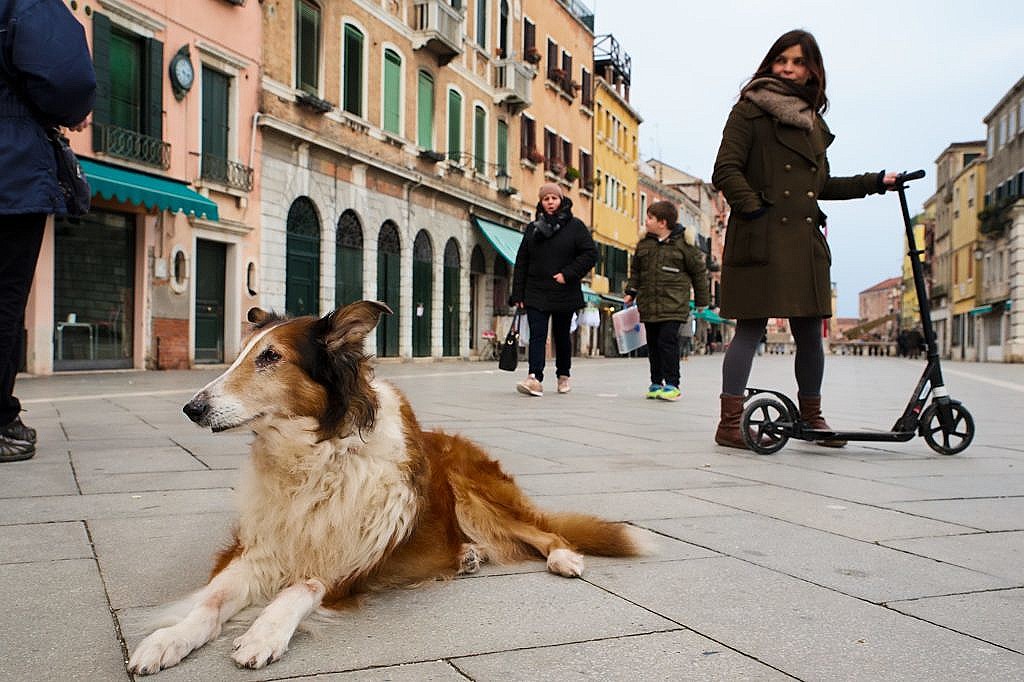 Penny, our scotch collie, having a rest in the Via Garibaldi.